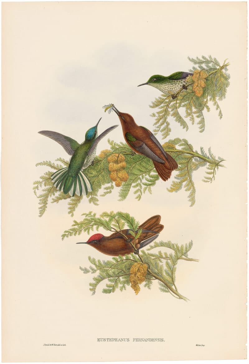Gould Hummingbirds, Pl. 26A, Cinnamon Firecrown