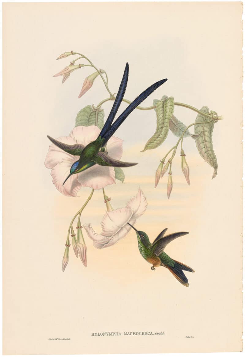 Gould Hummingbirds, Pl. 27A, Great Fork-tailed Humming Bird