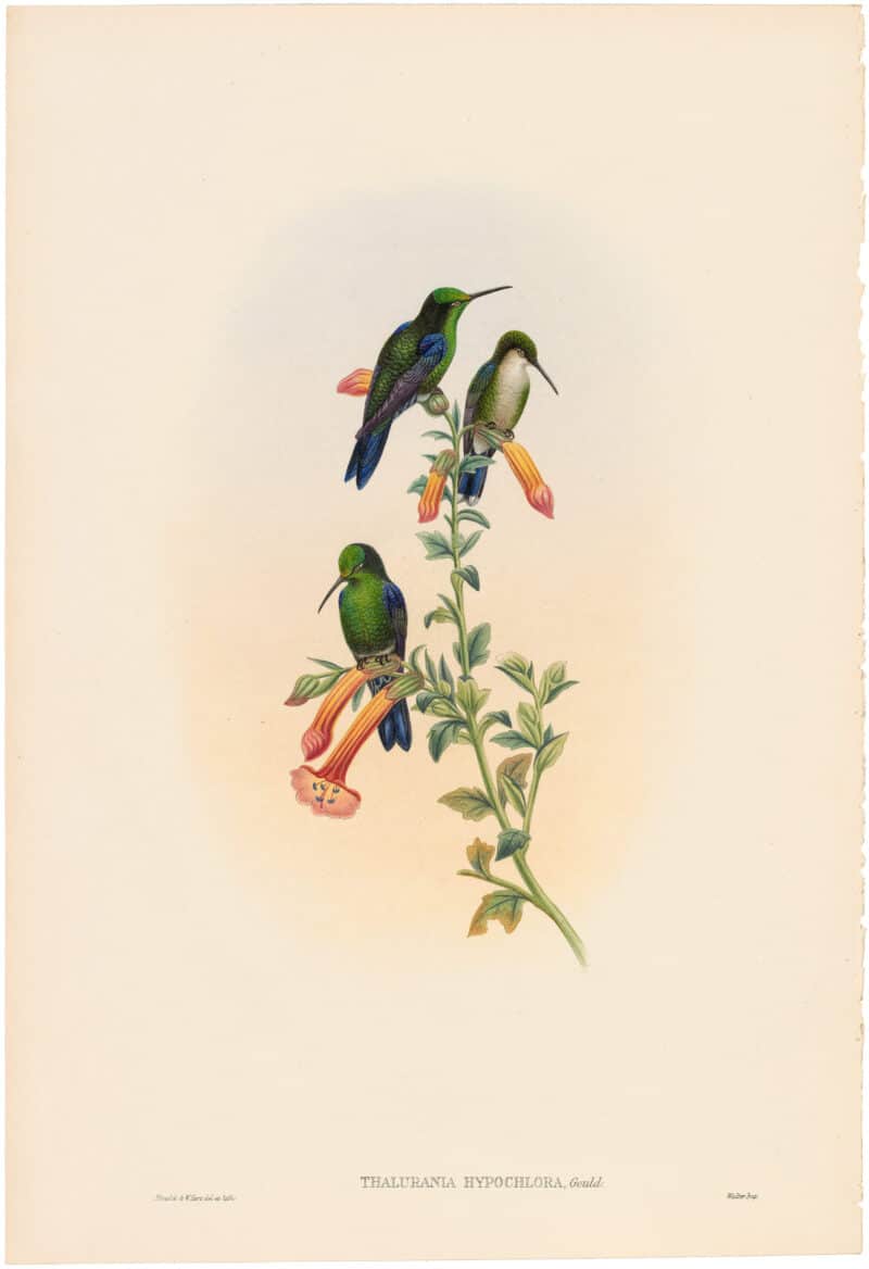 Gould Hummingbirds, Pl. 28A, Citado Wood Nymph