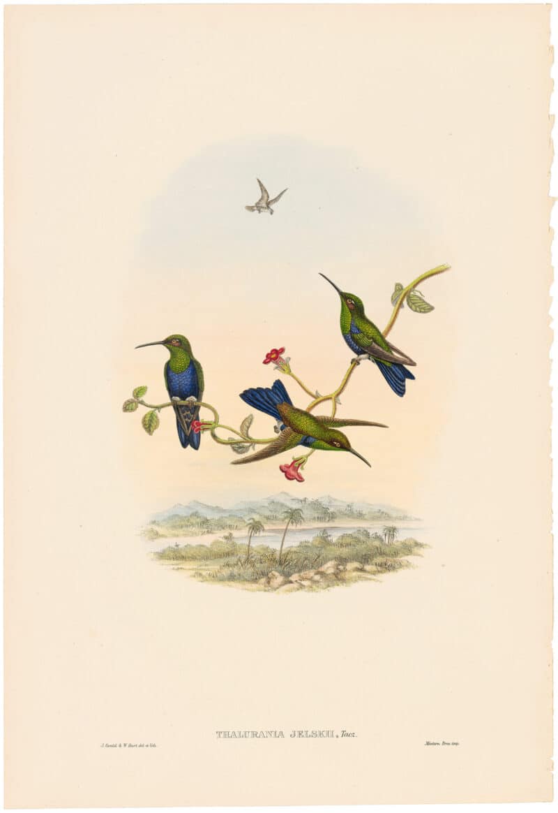 Gould Hummingbirds, Pl. 29A, Jelski's Wood-Nymph