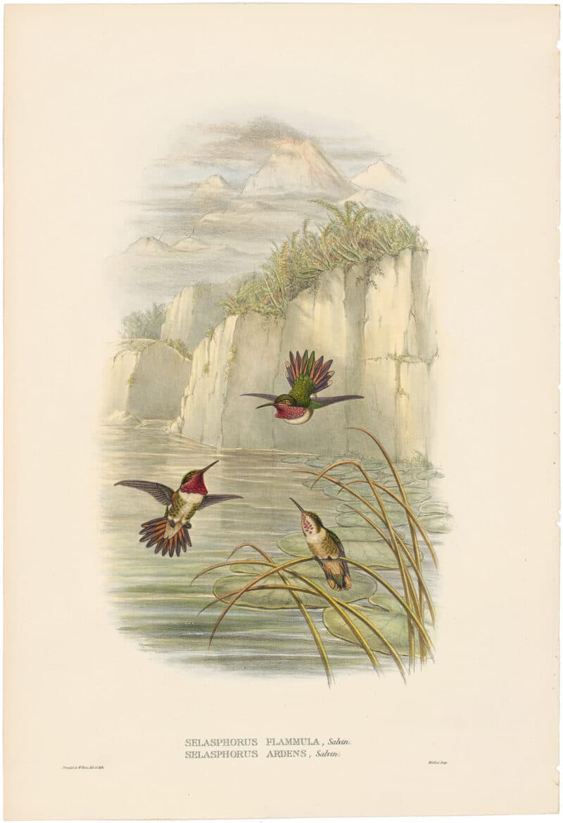 Gould Hummingbirds, Pl. 31A, Salvin's Coquette