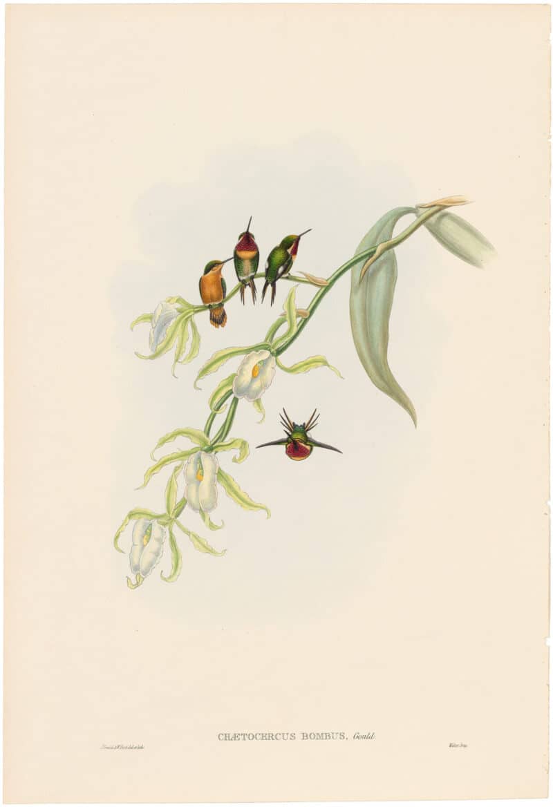 Gould Hummingbirds, Pl. 32A, Little Wood-Star