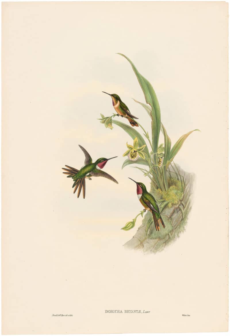 Gould Hummingbirds, Pl. 33A, Bryant's Wood-Star