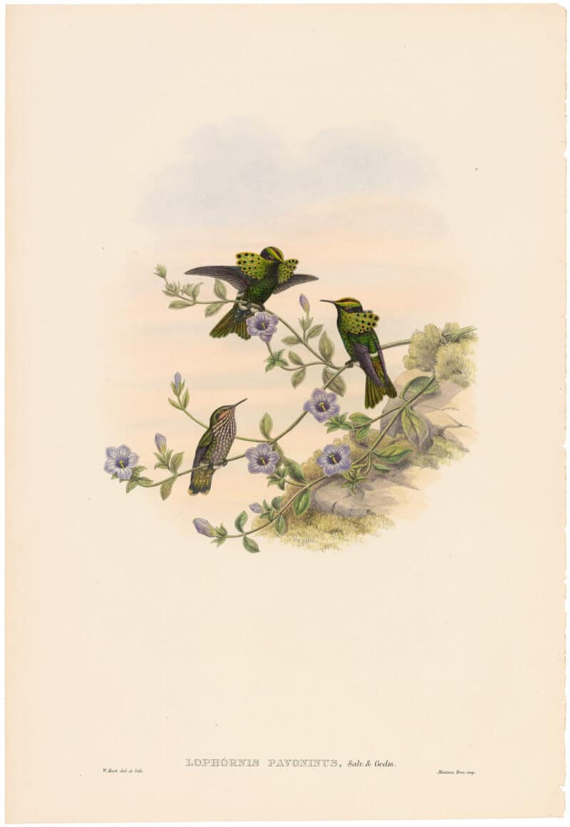 Gould Hummingbirds, Pl. 36A, Roraima Coquette