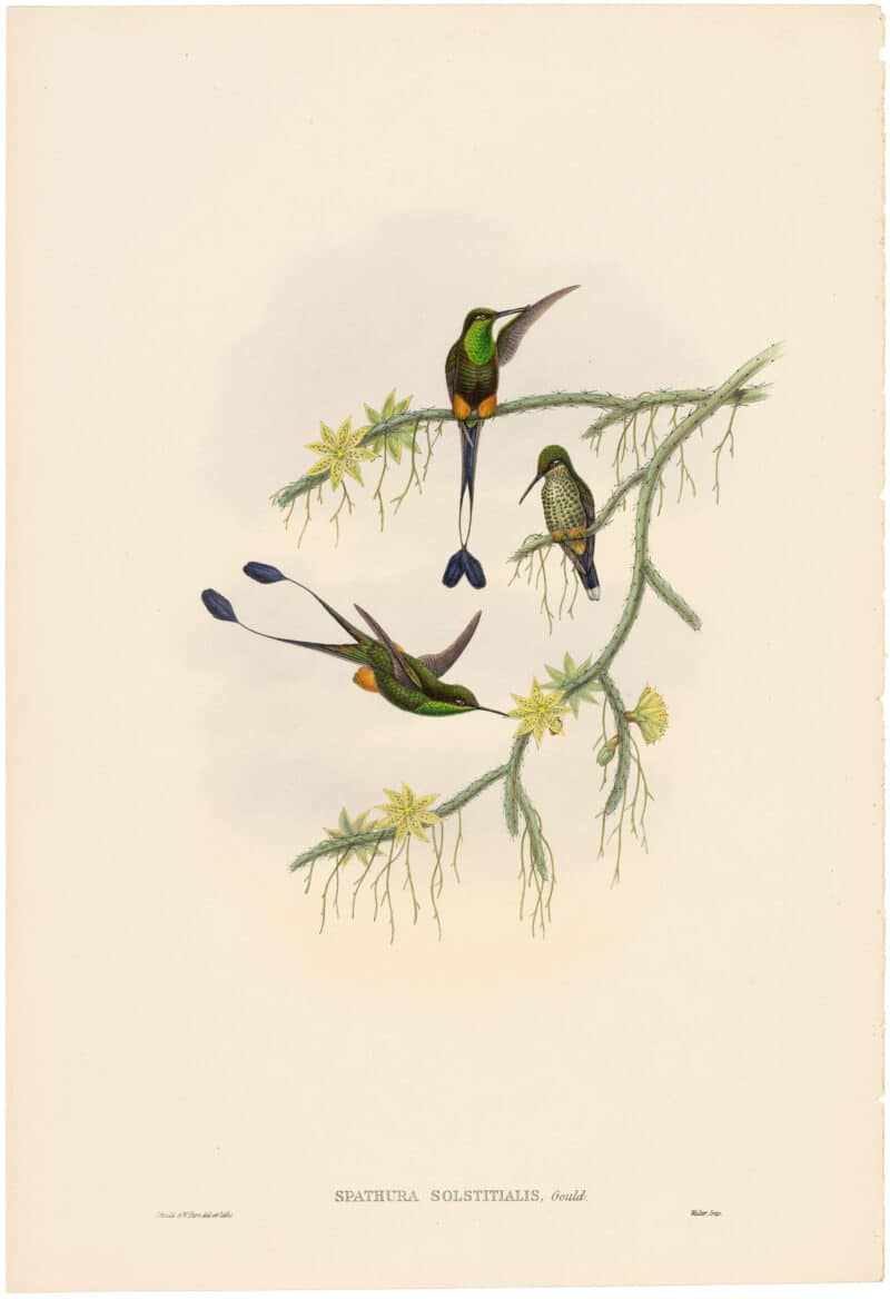 Gould Hummingbirds, Pl. 37A, Ecuador Racket-tail