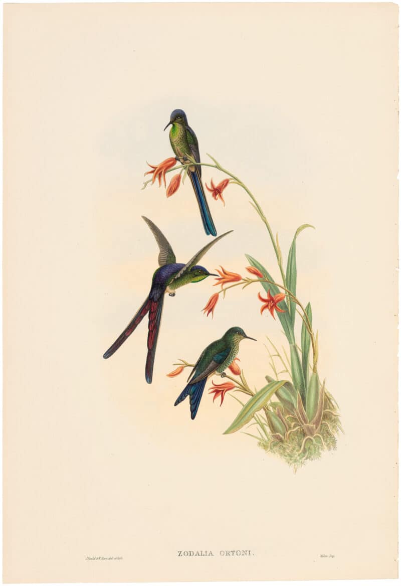 Gould Hummingbirds, Pl. 38A, Quito Purpleback