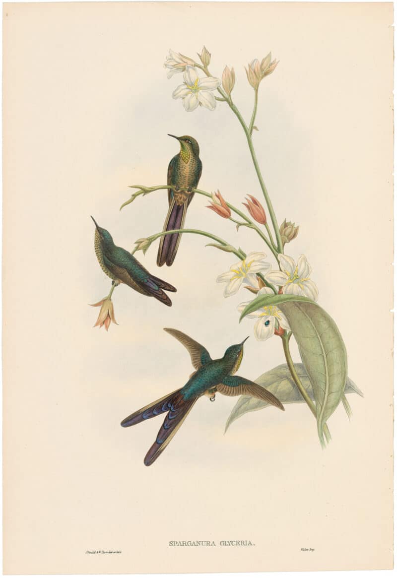 Gould Hummingbirds, Pl. 39A, Purple-tailed Comet