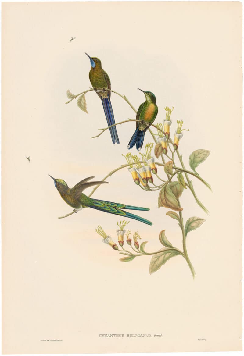 Gould Hummingbirds, Pl. 40A, Bolivian Sylph