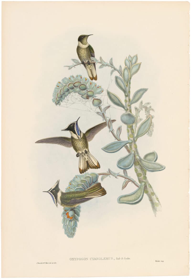 Gould Hummingbirds, Pl. 41A, Blue-throated Helmet