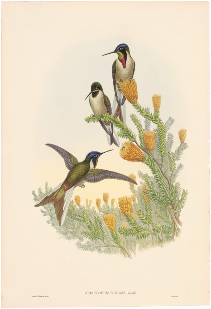 Gould Hummingbirds, Pl. 42A, Bearded Mountainer