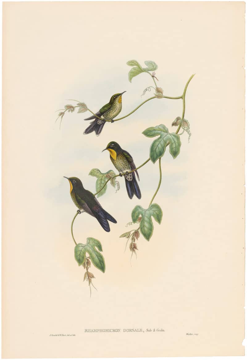 Gould Hummingbirds, Pl. 43A, Simons's Thorn-bill