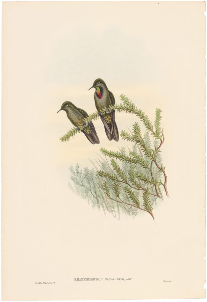 Gould Hummingbirds, Pl. 44A, Olivaceous Thornbill