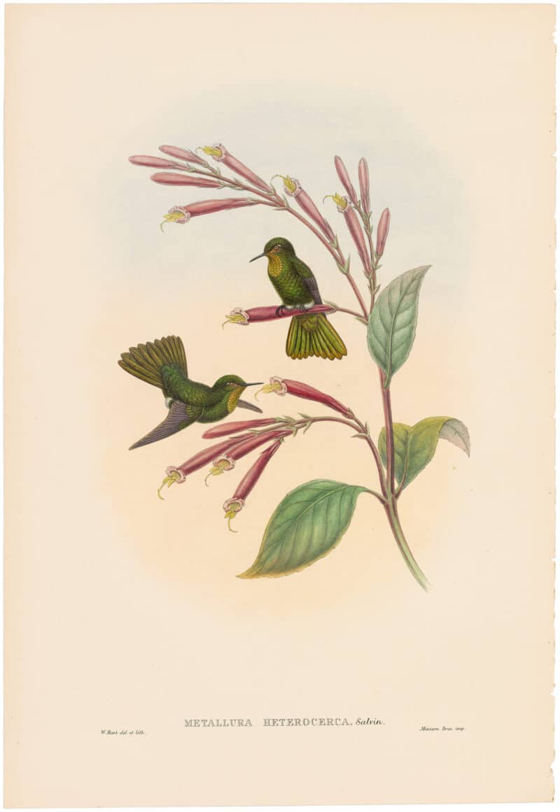 Gould Hummingbirds, Pl. 45A, "Jelski's Copper-tail"