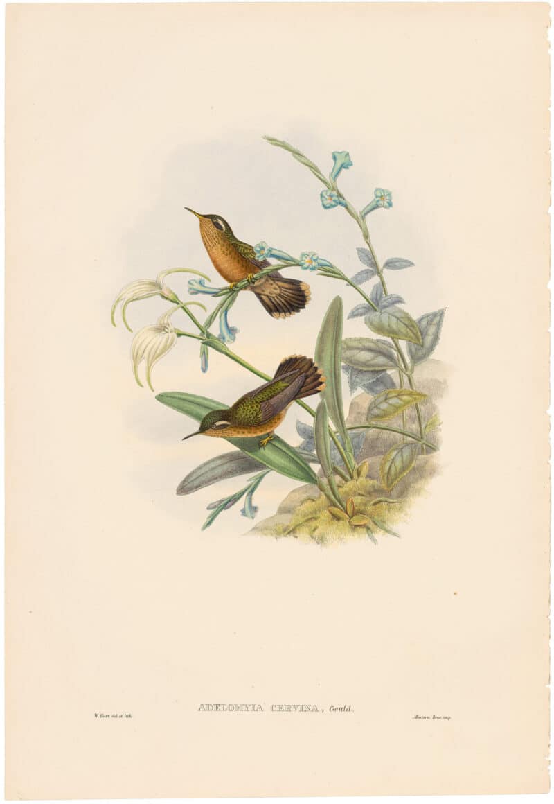 Gould Hummingbirds, Pl. 46A, Buff-breasted Humming Bird