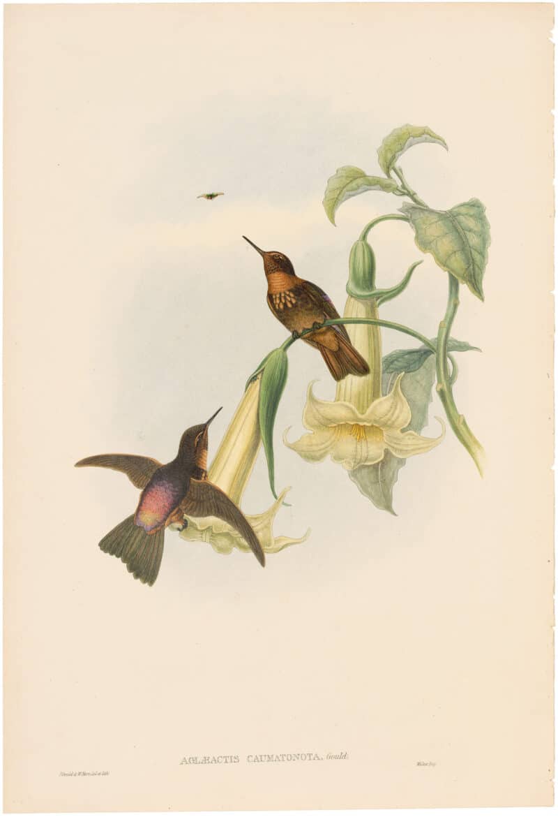 Gould Hummingbirds, Pl. 47A, Black-throated Sunbeam