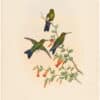 Gould Hummingbirds, Pl. 48A, Sapphire-vented Puff-leg