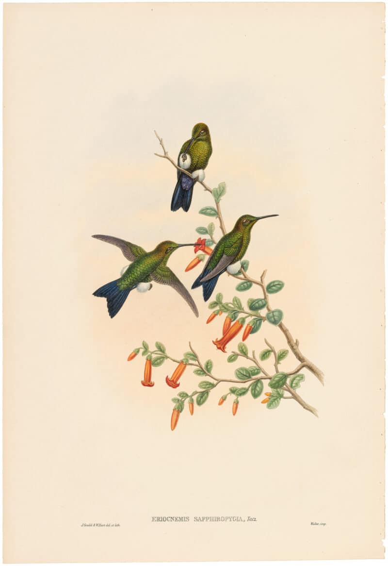 Gould Hummingbirds, Pl. 48A, Sapphire-vented Puff-leg