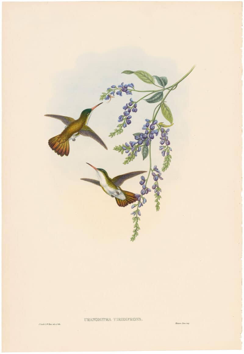 Gould Hummingbirds, Pl. 49A, Green-fronted Azure-crown