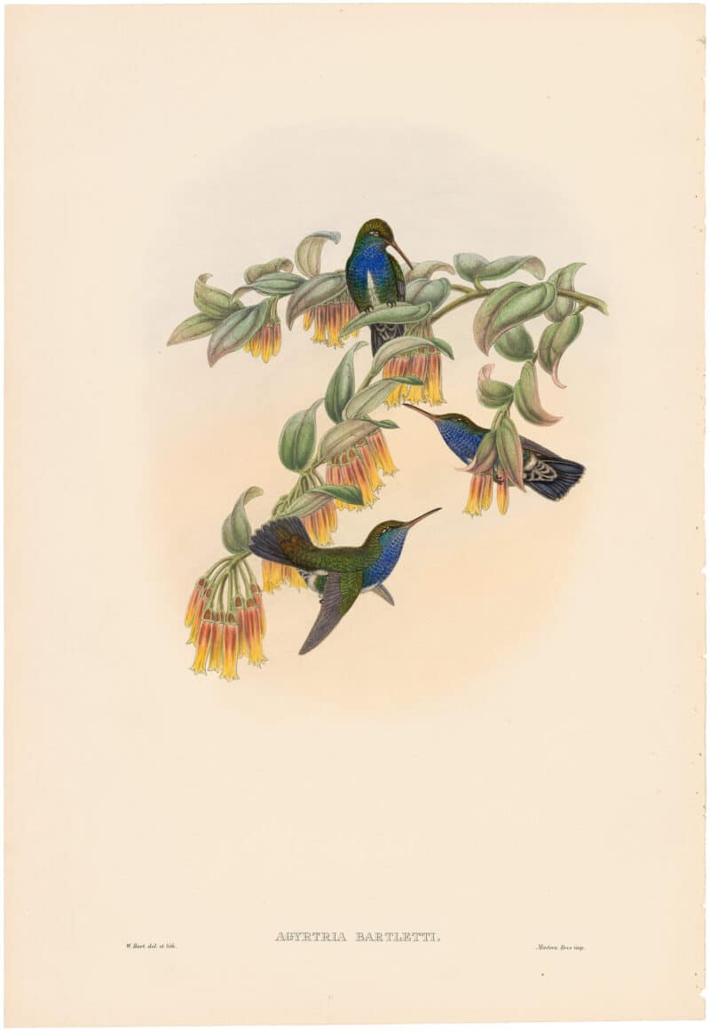 Gould Hummingbirds, Pl. 50A, Bartlett's Emerald