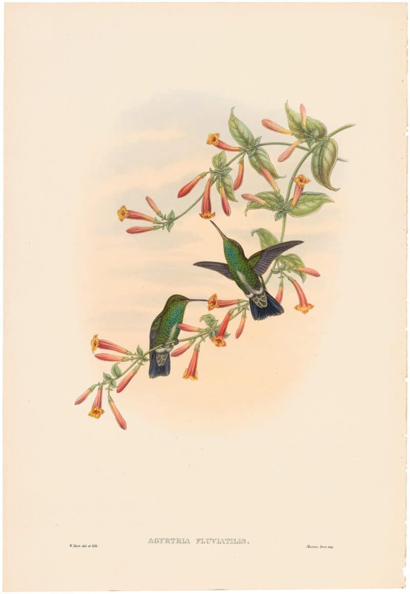 Gould Hummingbirds, Pl. 51A, Blue-headed Emerald
