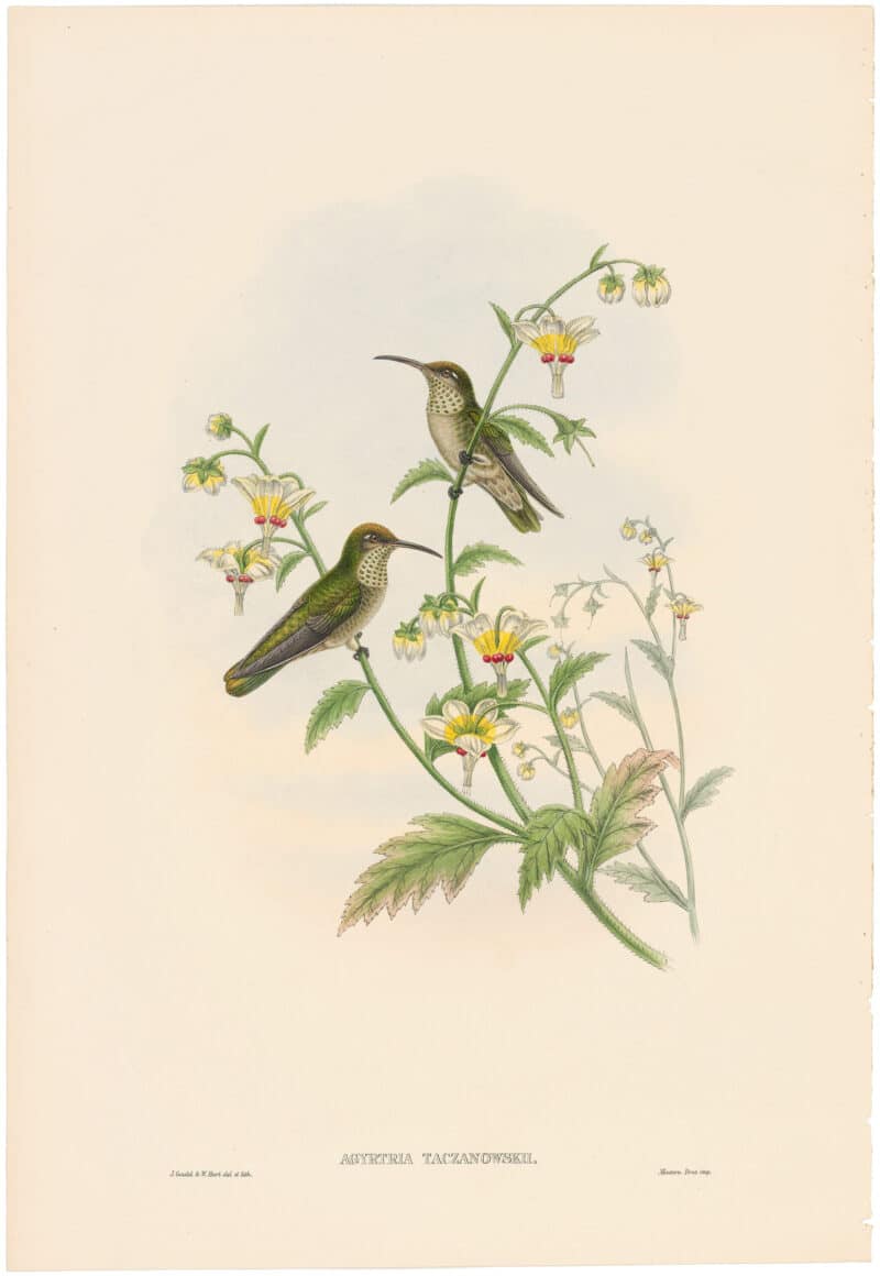 Gould Hummingbirds, Pl. 52A, Taczanowski's Emerald