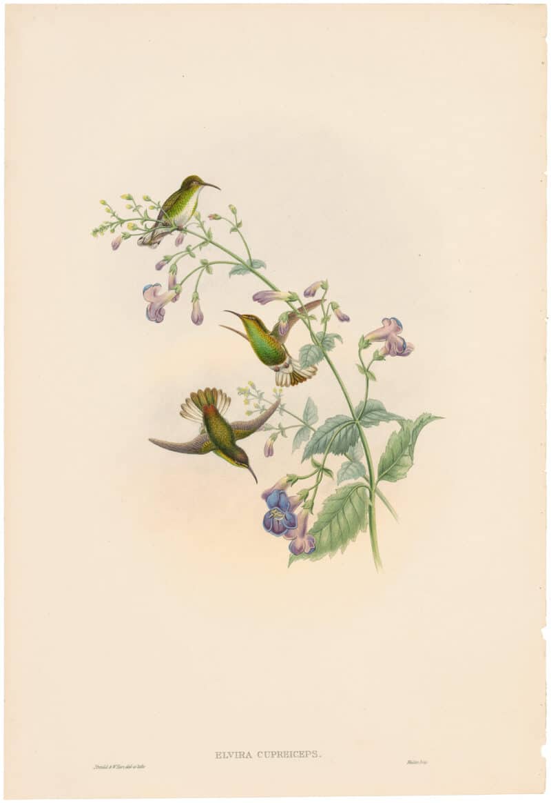 Gould Hummingbirds, Pl. 53A, Coppercrown