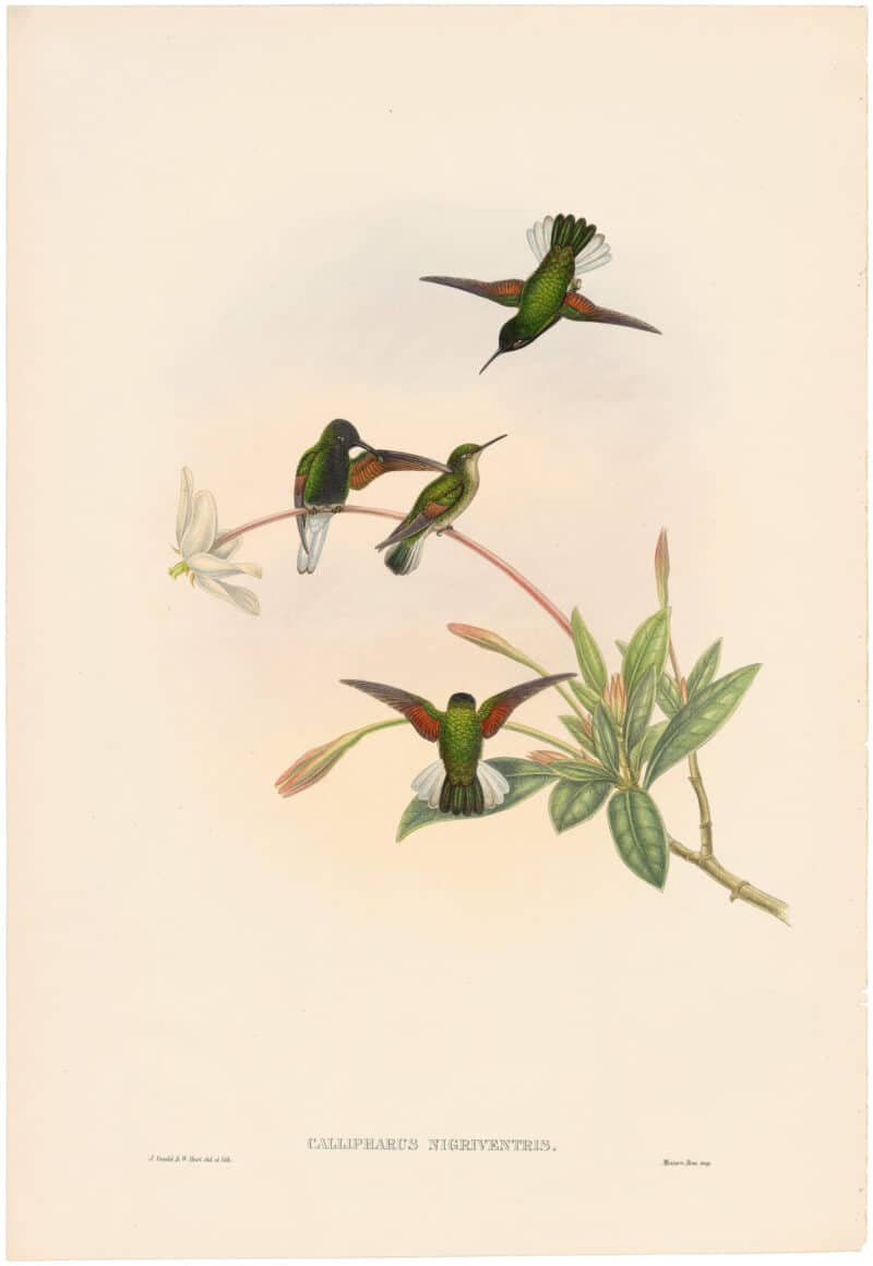 Gould Hummingbirds, Pl. 54A, Black-bellied Hummingbird