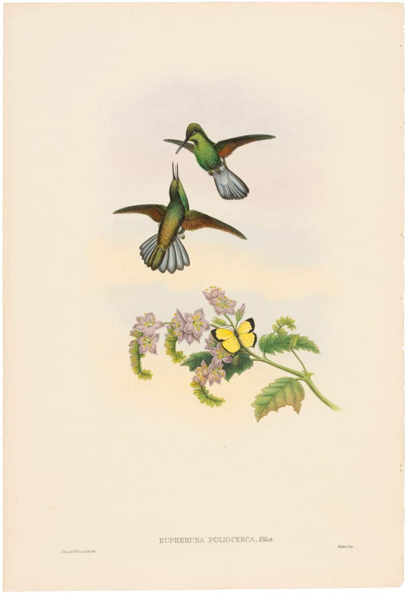 Gould Hummingbirds, Pl. 55A, Grey Stripetail