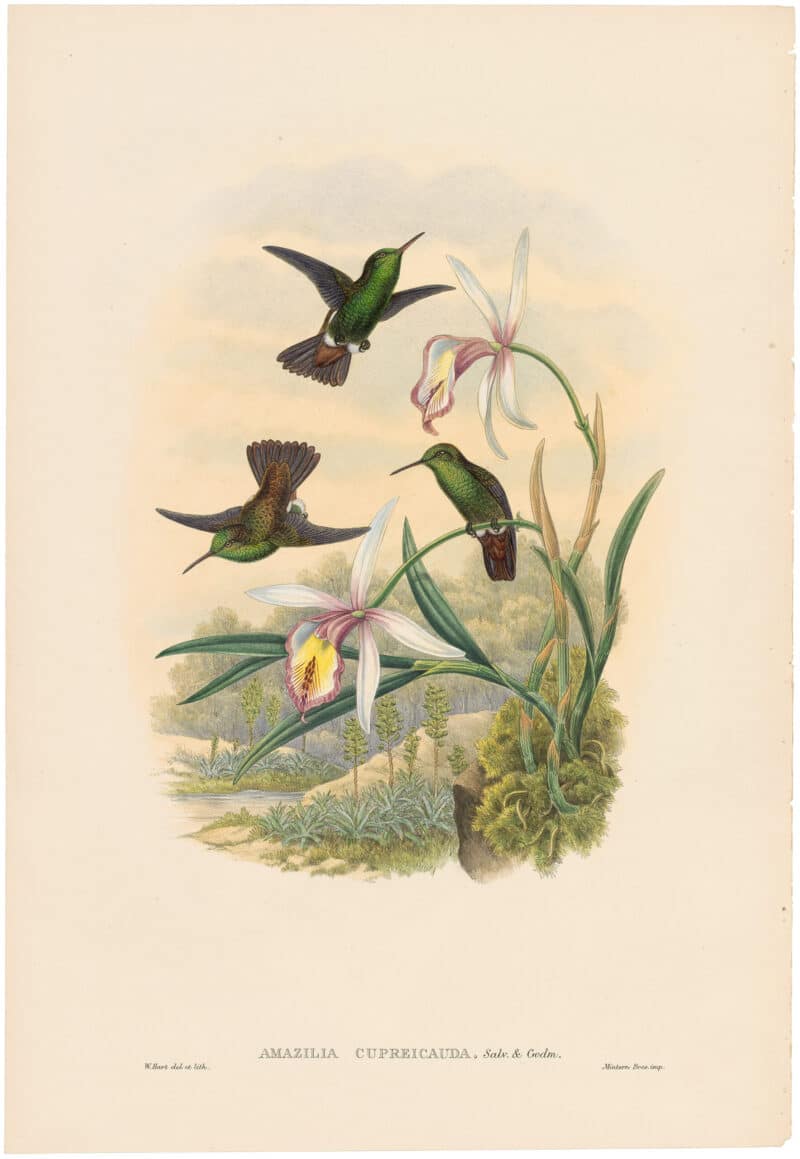 Gould Hummingbirds, Pl. 56A, Copper-tailed Amazili