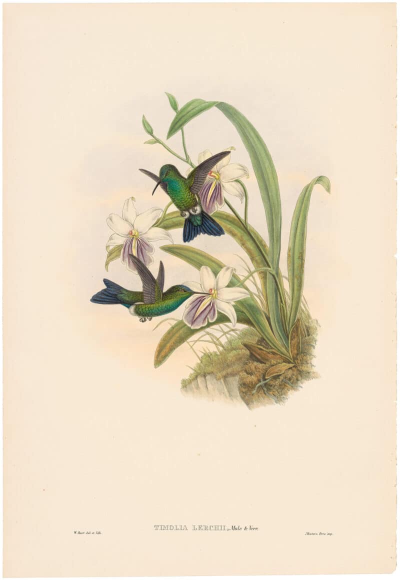 Gould Hummingbirds, Pl. 57A, Lerch's Sapphire
