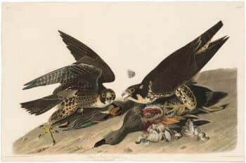 Audubon Havell Ed. Pl 16, Great-footed Hawk