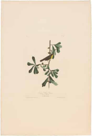 Audubon Havell Ed. Pl 24, Roscoe's Yellow Throat