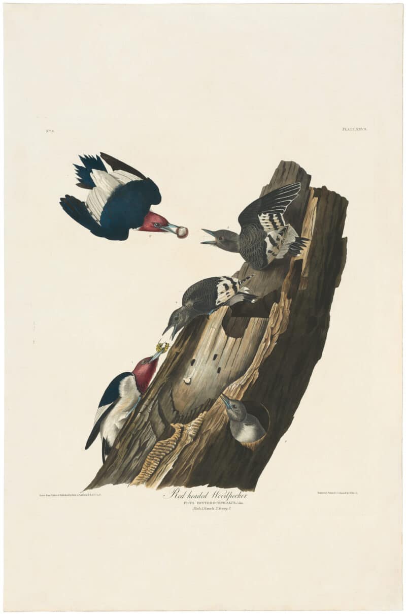 Audubon Havell Ed. Pl 27, Red-headed Woodpecker