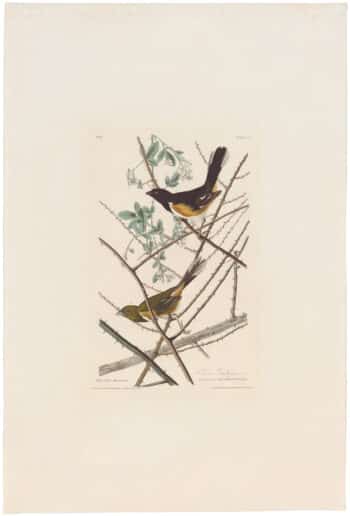 Audubon Havell Ed. Pl 29, Towee Bunting