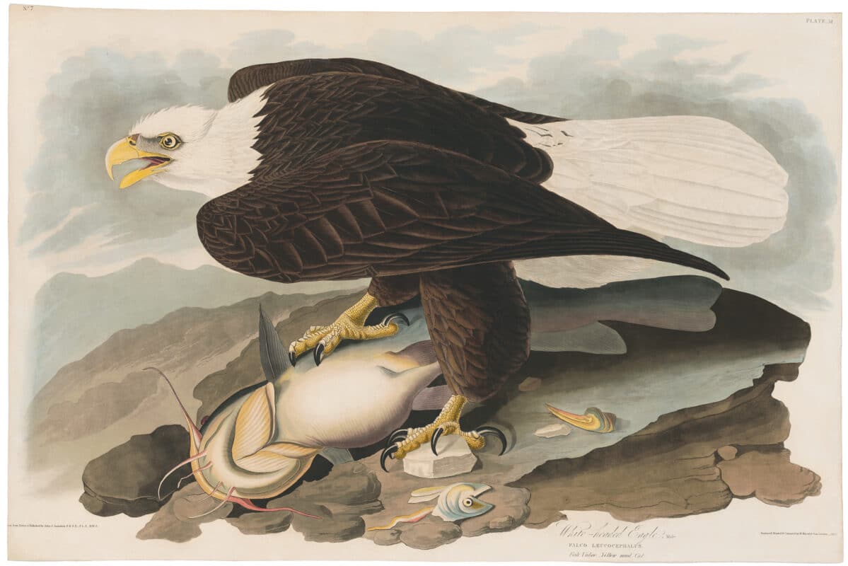 Audubon Havell Ed. Pl 31, White-headed Eagle