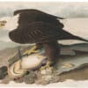 Audubon Havell Ed. Pl 31, White-headed Eagle