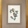 Audubon Havell Ed. Pl. 33, American Goldfinch