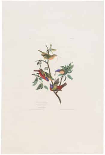 Audubon Havell Ed. Pl 53, Painted Bunting