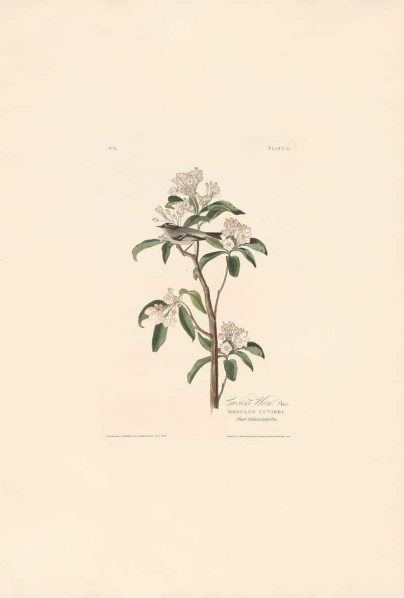 Audubon Havell Ed. Pl 55, Cuvier's Wren