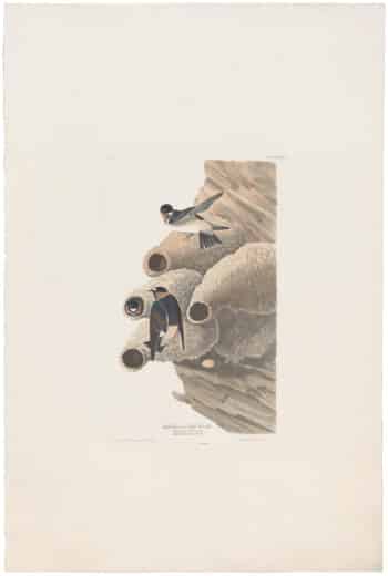 Audubon Havell Ed. Pl 68, Republican or Cliff Swallow