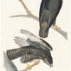 Audubon Havell Ed. Pl 86, Black Warrior