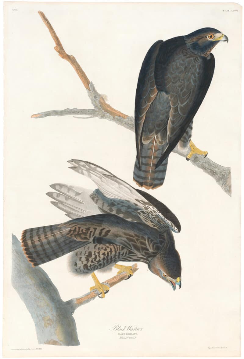Audubon Havell Ed. Pl 86, Black Warrior