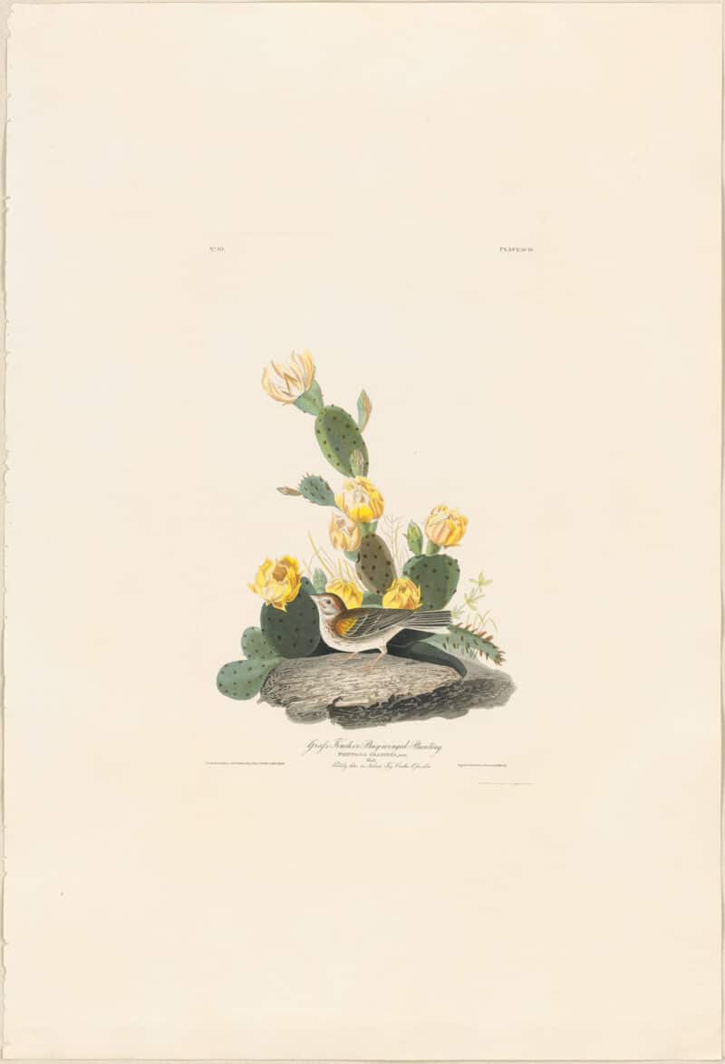 Audubon Havell Ed. Pl 94, Grass Finch or Bay Winged Bunting