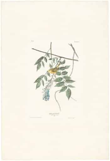 Audubon Havell Ed. Pl 95, Yellow-poll Warbler