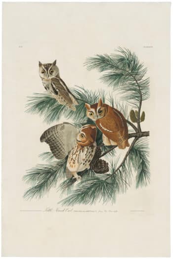 Audubon Havell Ed. Pl 97, Little Screech Owl