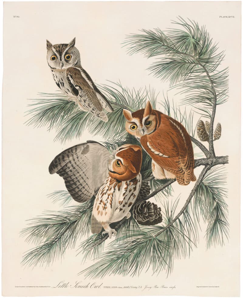 Audubon Havell Ed. Pl 97, Little Screech Owl (trimmed)