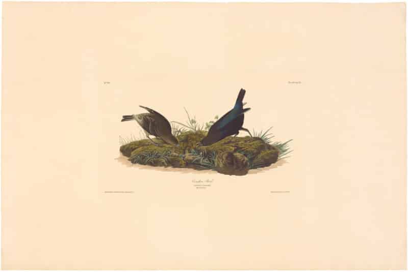 Audubon Havell Ed. Pl 99, Cow-pen Bird