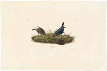 Audubon Havell Ed. Pl 99, Cow-pen Bird