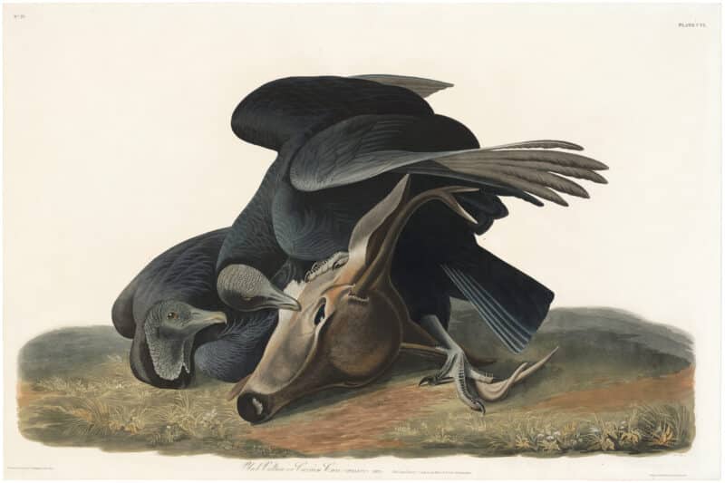Audubon Havell Ed. Pl. 106, Black Vulture