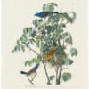 Audubon Havell Ed. Pl.  122 Blue Grosbeak